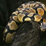 Dowsstrike2045 Python
