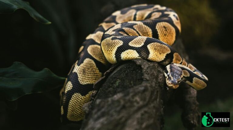 Dowsstrike2045 Python